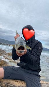 Bluefish