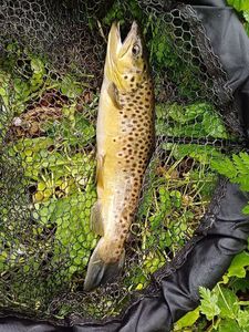 Brown Trout