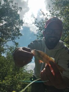 European Perch