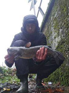 Channel Catfish