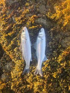 European Bass (Seabass)