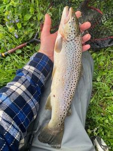 Brown Trout