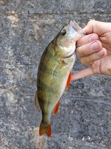 European Perch