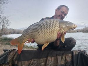Common Carp