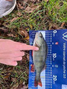 European Perch