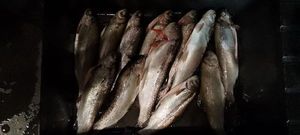 Rainbow Trout
