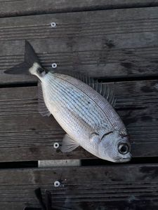 Saddled Seabream
