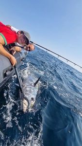 Bluefin Tuna