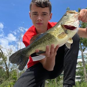 Largemouth Bass