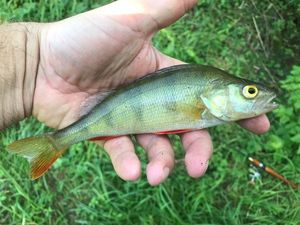 European Perch