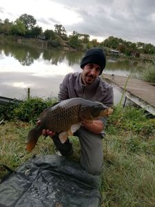 Common Carp