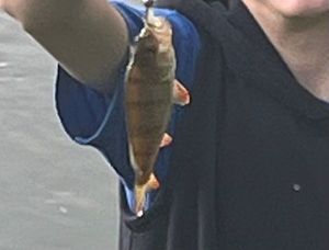 European Perch