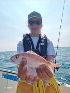 Red Porgy