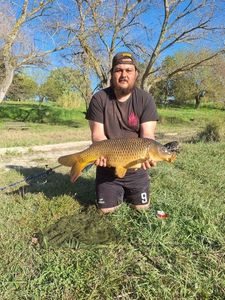 Common Carp