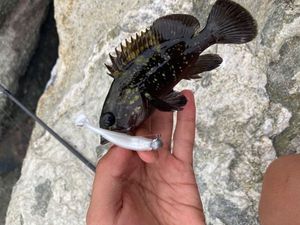 Brown Grouper (Dusky)