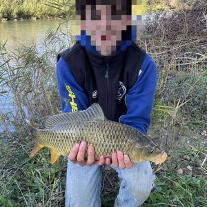 Common Carp