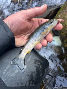 Brown Trout