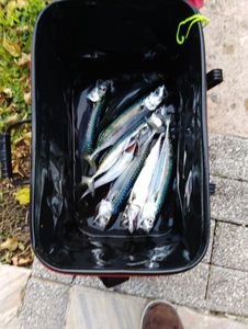 Mackerel