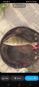 European Perch