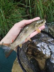 Brown Trout