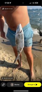 Pompano