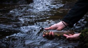Brown Trout