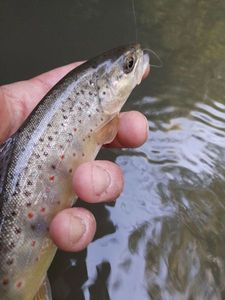 Brown Trout