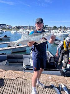 European Bass (Seabass)