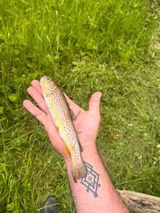 Brown Trout