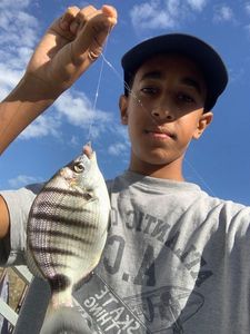 White Seabream