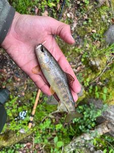 Brown Trout
