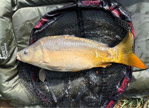 Common Carp