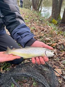 Brown Trout