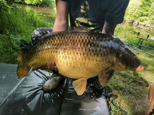 Common Carp