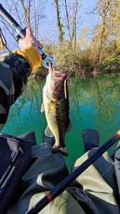 Largemouth Bass