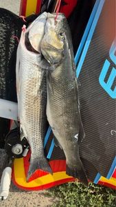 European Bass (Seabass)