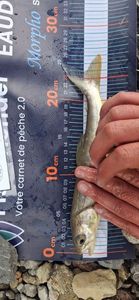 Arctic Char