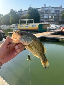 Largemouth Bass