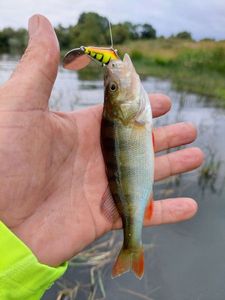 European Perch