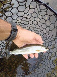 Grayling