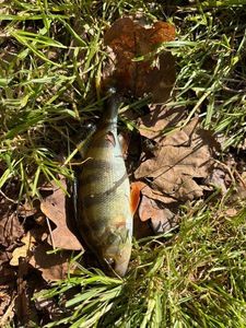 European Perch