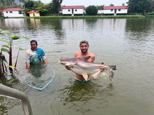 Mekong Giant Catfish