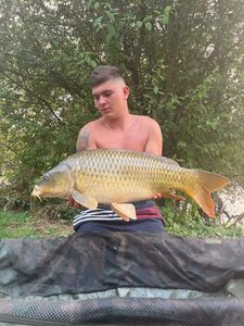 Common Carp