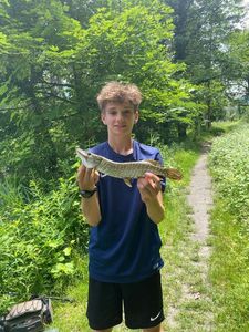 Northern Pike