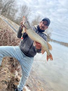 Northern Pike