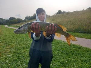 Northern Pike