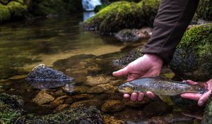 Brown Trout