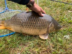 Common Carp