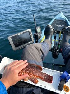 Ballan Wrasse