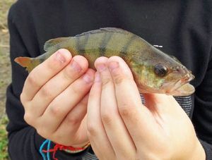 European Perch